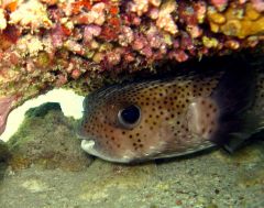 Tapeta Egypt 176.jpg